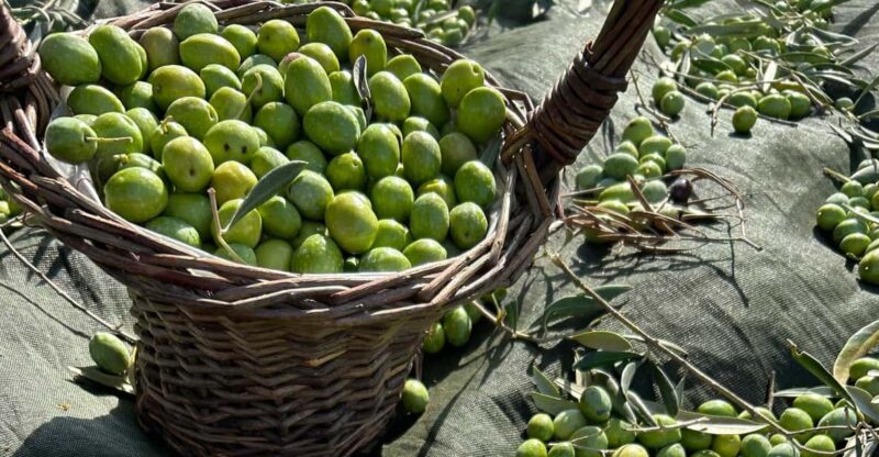Oristano: visit a farm with oil tasting - An Authentic Olive Oil Experience in Sardinia’s Oristano Region
