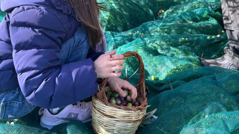 Oristano: visit a farm with oil tasting - The Tasting Experience: Oils and Local Delights