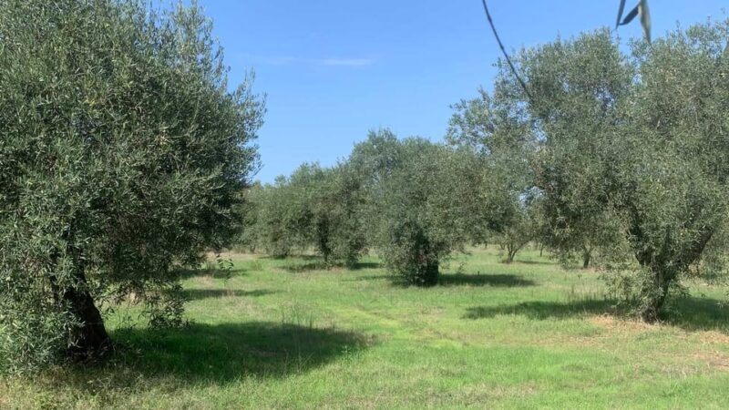 Oristano: visit a farm with oil tasting - Why Choose This Olive Oil Farm Tour in Sardinia?