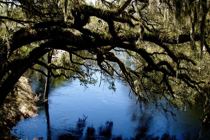 Orlando Alligator Experience - Paddling Through Moss-Covered Cypress Forests