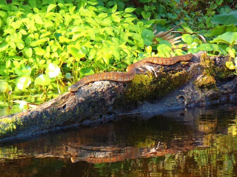 Orlando Alligator Experience: Day-Trip From Orlando - Encountering Alligators and Other Wildlife in Their Habitat