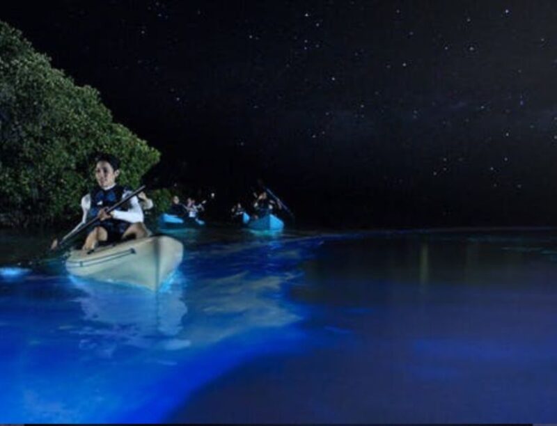 Orlando: Bioluminescence Clear Kayaking or Paddleboarding - Choosing Between Sunset and Nighttime Paddles