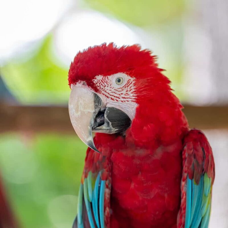 Orlando: Central Florida Zoo and Botanical Gardens Ticket - Wildlife Encounters and Animal Exhibits in Naturalistic Settings