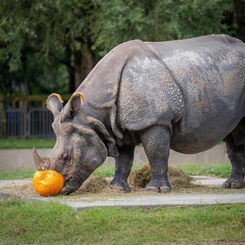 Orlando: Central Florida Zoo and Botanical Gardens Ticket - Practical Details and Booking Flexibility