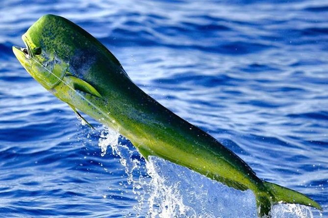 Orlando Deep Sea Fishing Charter - What’s Included in the Trip