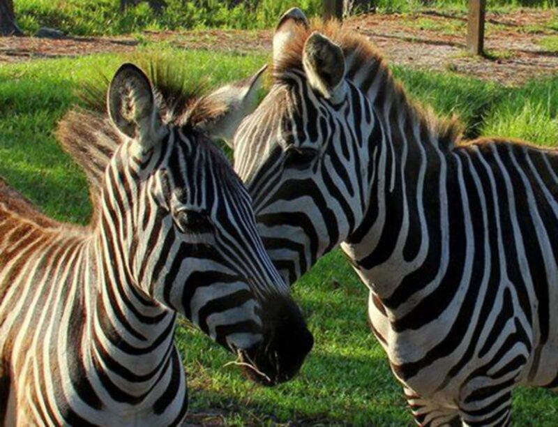 Orlando: Everglades Airboat Ride and Wildlife Park Ticket - Live Alligator Demonstrations and Wildlife Exhibits