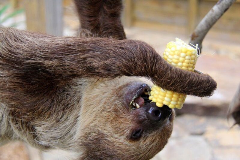 Orlando: Everglades Airboat Ride and Wildlife Park Ticket - Meeting Point and Logistics