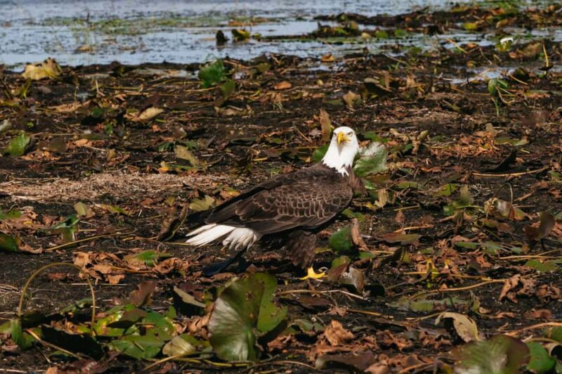 Orlando: Florida Everglades Wildlife Airboat Tour - Key Points