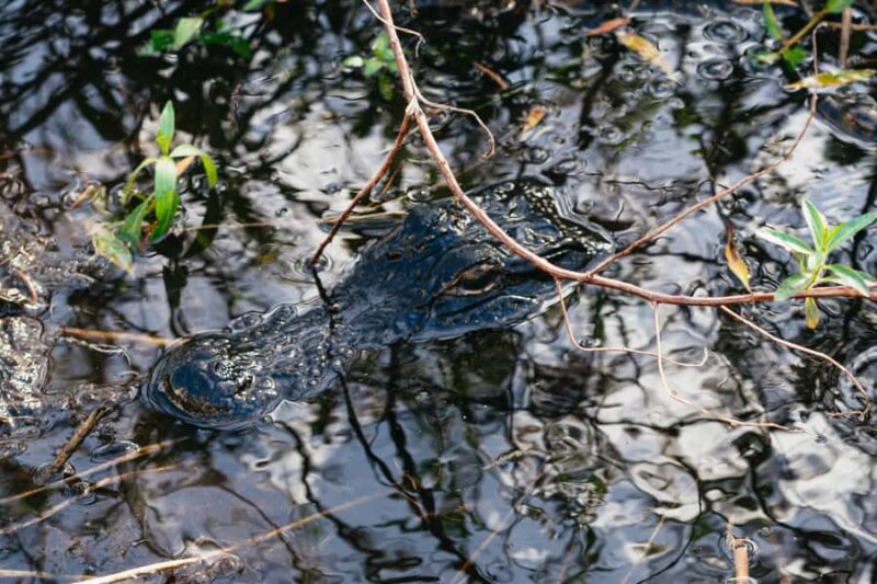 Orlando: Florida Everglades Wildlife Airboat Tour - Exploring the Florida Everglades on an Airboat