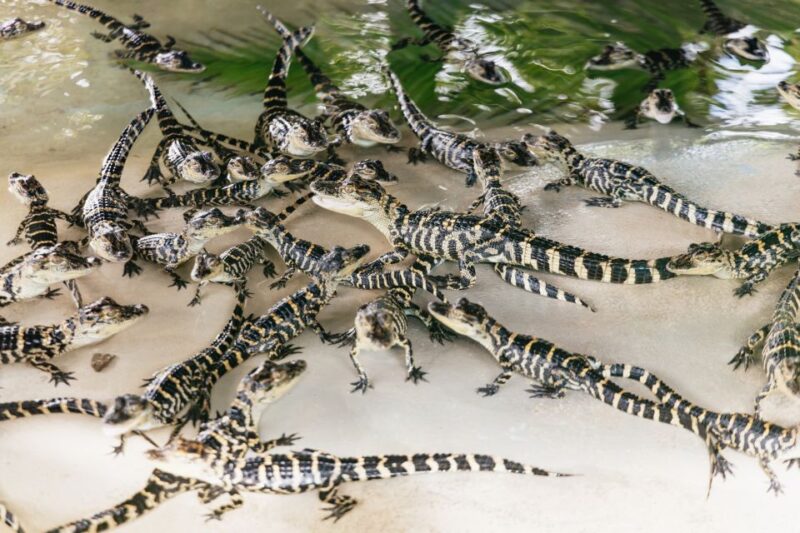 Orlando: Gatorland Skip-the-Line Ticket - Key Points