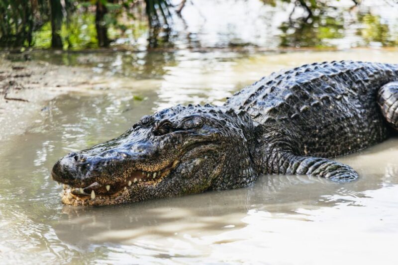 Orlando: Gatorland Skip-the-Line Ticket - Gatorlands Central Florida Location and Historic Roots
