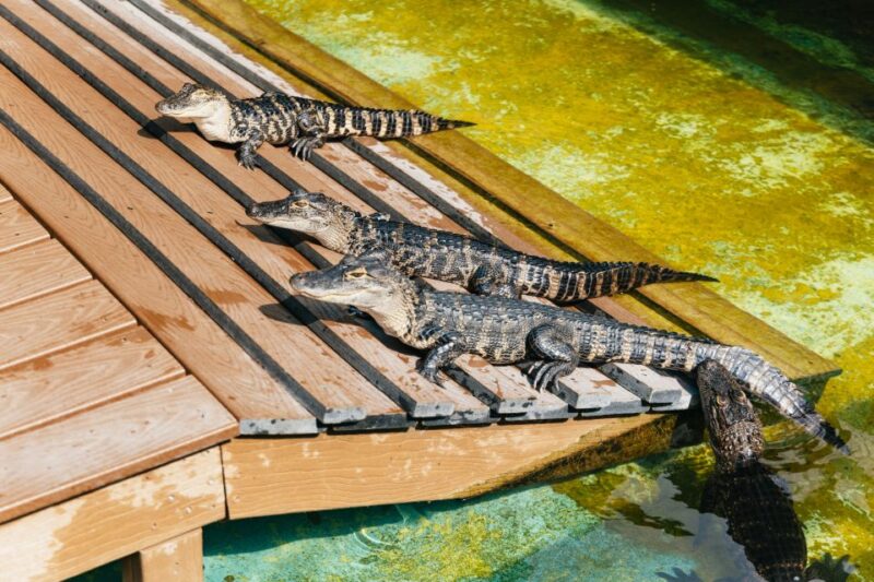 Orlando: Gatorland Skip-the-Line Ticket - Is the Skip-the-Line Option Worth It?