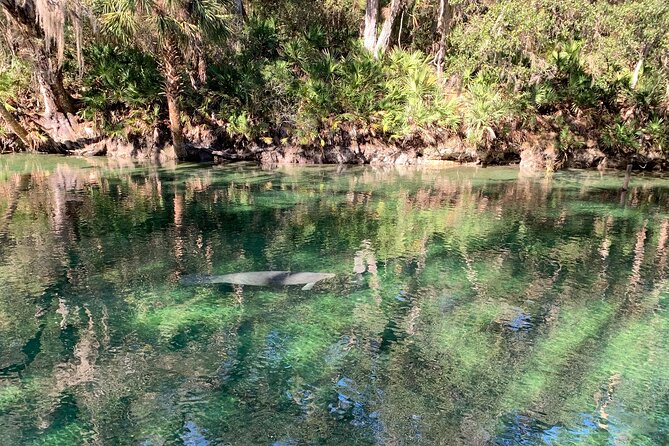Orlando Manatee and Natural Spring Adventure Tour at Blue Springs - What to Expect During the Water Tour