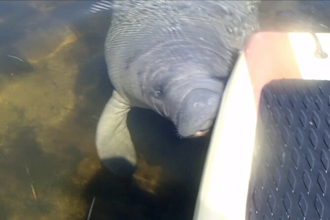 Orlando Manatee and Natural Spring Adventure Tour at Blue Springs - Wildlife Encounters and Scenic Views