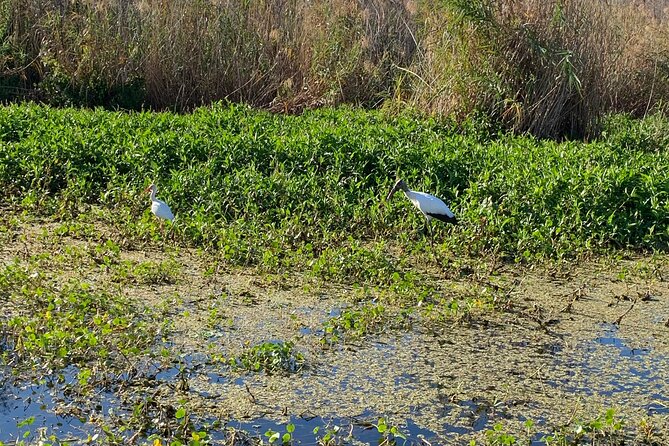 Orlando Manatee and Natural Spring Adventure Tour at Blue Springs - Flexibility and Cancellation Policies