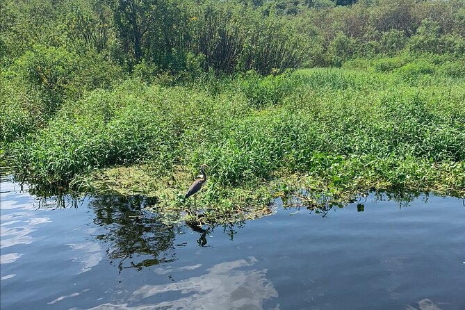 Orlando Manatee and Olde Florida History Adventure Tour - The Paddling Experience and Watercraft
