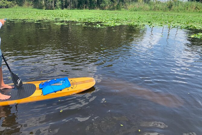 Orlando Manatee and Olde Florida History Adventure Tour - Encountering Wildlife Beyond Manatees