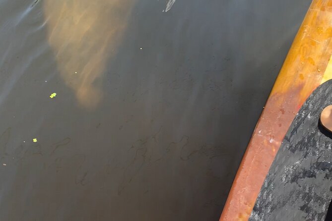 Orlando Manatee and Olde Florida History Adventure Tour - The Experience with Three Brothers Boards