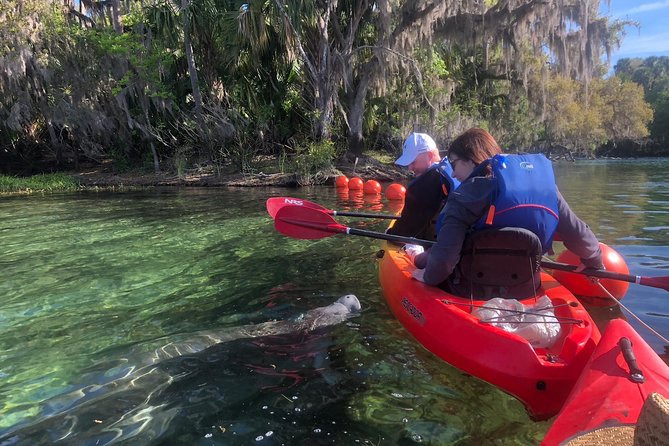 Orlando Manatee Encounters - Discover the Magic of Orlando Manatee Encounters
