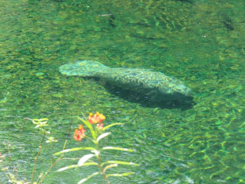 Orlando: Small Group Manatee Discovery Kayak Tour - Starting Point at Blue Spring State Parks French Landing Boat Ramp