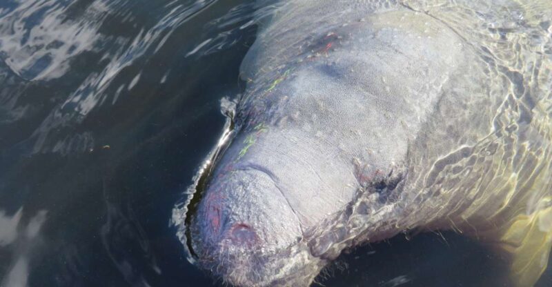 Orlando: Small Group Manatee Discovery Kayak Tour - Navigating the Lush Waterways of Blue Spring State Park