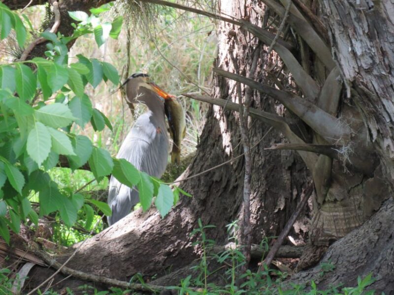 Orlando: Small Group Manatee Discovery Kayak Tour - Physical Requirements and Accessibility