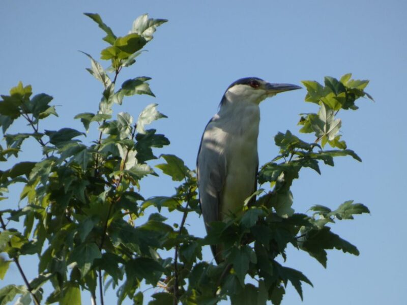 Orlando: Small Group Scenic Wekiva River Kayak Tour - Explore Central Florida’s Most Picturesque River in a Family-Friendly Setting
