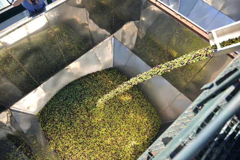 "Oro Bailén": Explore the Oil Mill + Tasting - Insights into Olive Cultivation and Production