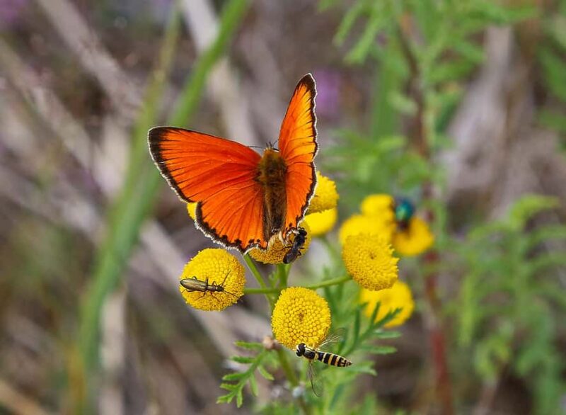 Örö Fortress Island Guided Tour with Lunch - Exploring Örö Fortress Island from Kasnäs