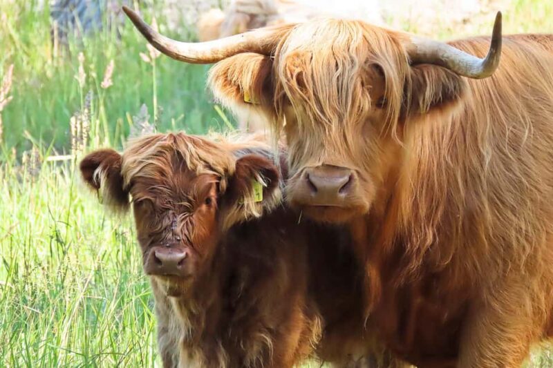 Örö Fortress Island Guided Tour with Lunch - Unique Aspects of the Örö Fortress Island Experience