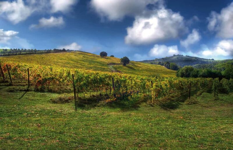 Orvieto, Castello di Corbara: cellar visit and wine tasting - Tasting the Wines with Technical Insights