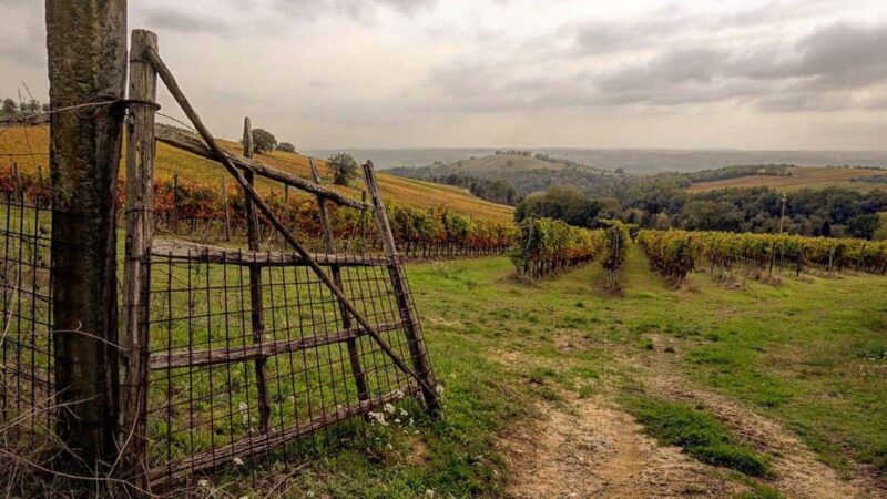 Orvieto: Umbrian Wine Tasting at Tenuta di Corbara - Accessibility and Language Options