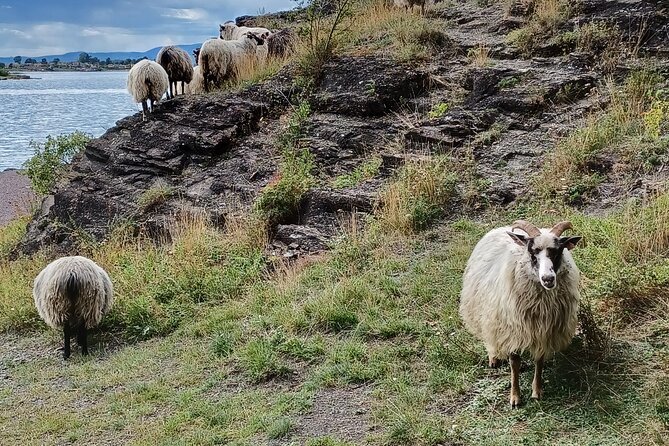 Oslo Nature Walks: Island hopping - Physical Requirements and Accessibility