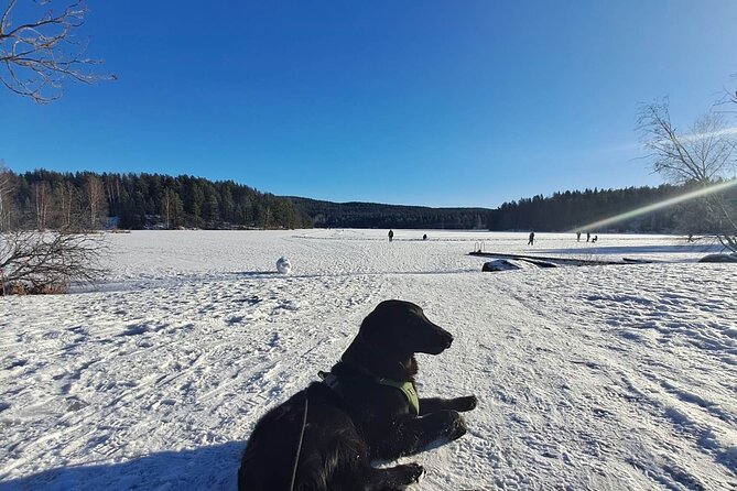 Oslo: Scenic Forest Hike with Dog & Local Guide - Hike Uphill and Exit Through a Cozy Norwegian Neighborhood
