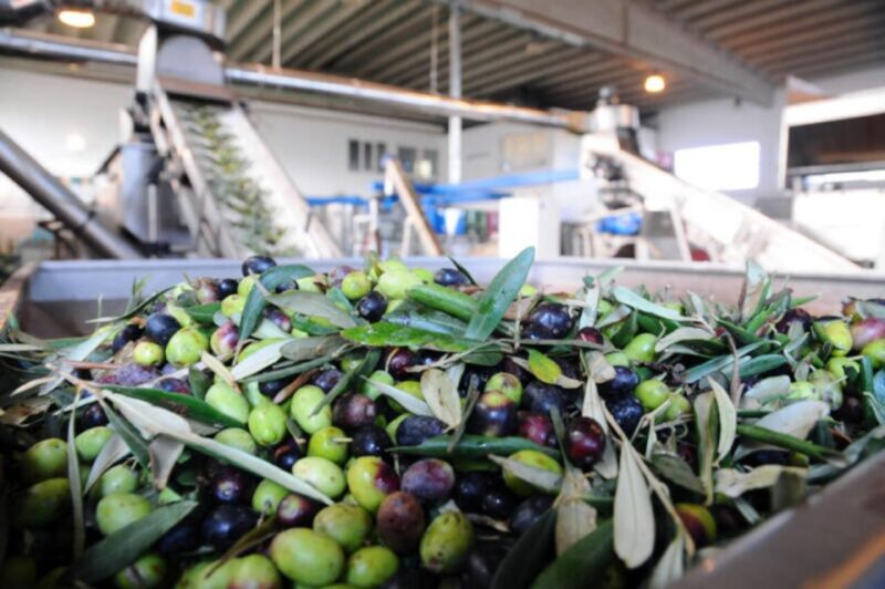Ostuni e-bike tour. The olive trees and a local oil mill - Learning About Olive Cultivation and Farming Traditions