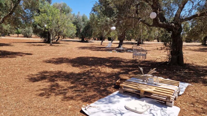 Ostuni: San Vito dei Normani: Organic Picnic in Olive Grove - Key Points