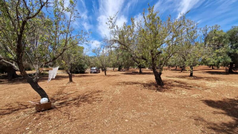 Ostuni: San Vito dei Normani: Organic Picnic in Olive Grove - Recreating Childhood Joys with Classic Garden Games