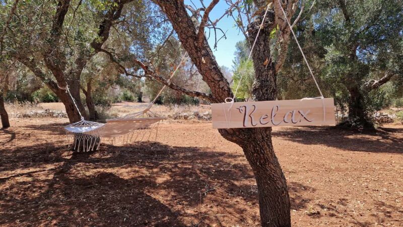 Ostuni: San Vito dei Normani: Organic Picnic in Olive Grove - Relaxation with Comfortable Lounging Areas