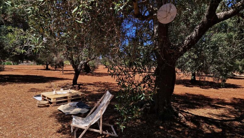 Ostuni: San Vito dei Normani: Organic Picnic in Olive Grove - Notable Limitations and Considerations