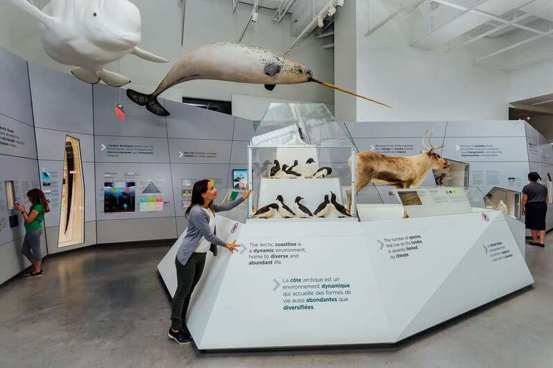 Ottawa: Canadian Museum of Nature Admission - Discover the Canadian Museum of Nature in Ottawa