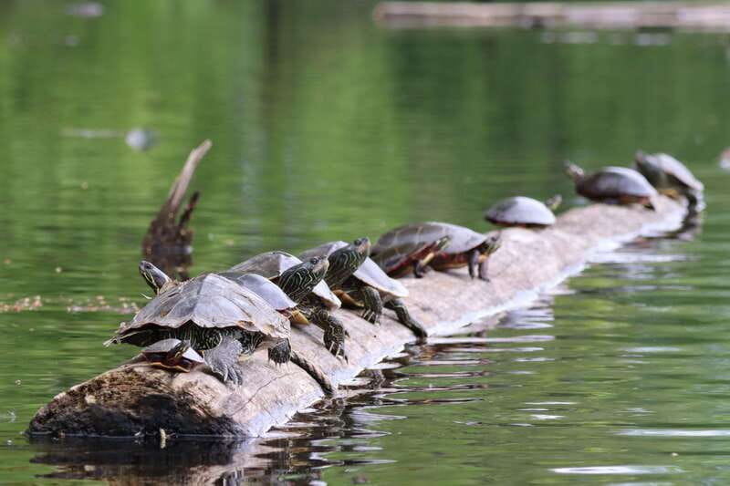 Ottawa: Ecological Reserve Kayak Tour with Turtle Sightings - Scenic Paddle Through Grandmaître Ecological Reserve