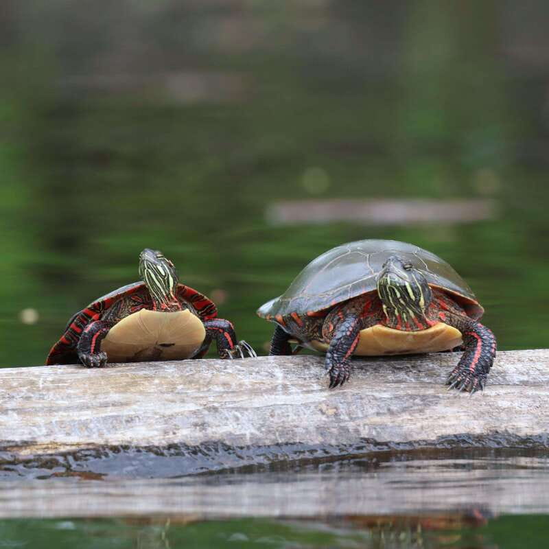 Ottawa: Ecological Reserve Kayak Tour with Turtle Sightings - Relaxing Picnic Areas and Nearby Trails