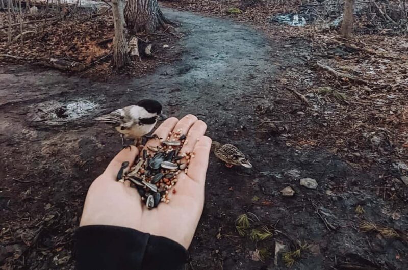 Ottawa: Guided Nature Walk & Wildlife Tour with Hotel Pickup - Discover Ottawa’s Wildlife on a Guided Nature Walk with Hotel Pickup