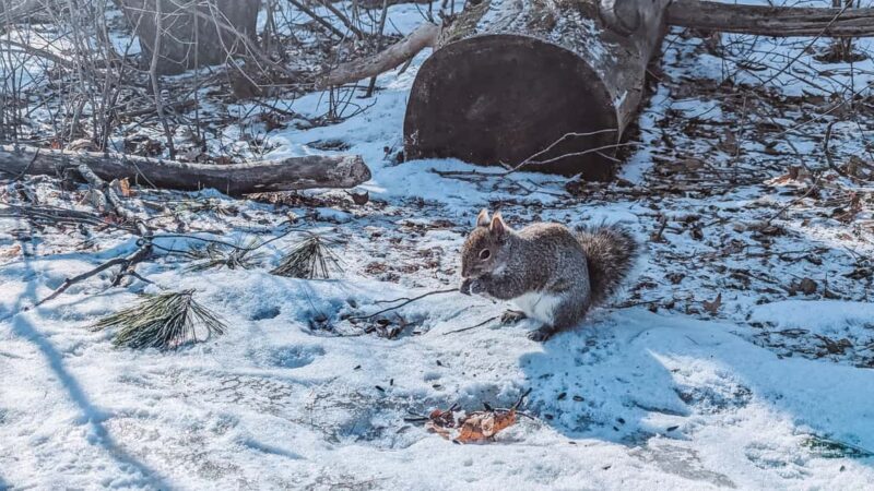 Ottawa: Guided Nature Walk & Wildlife Tour with Hotel Pickup - The Scenic Location of the Nature Walk