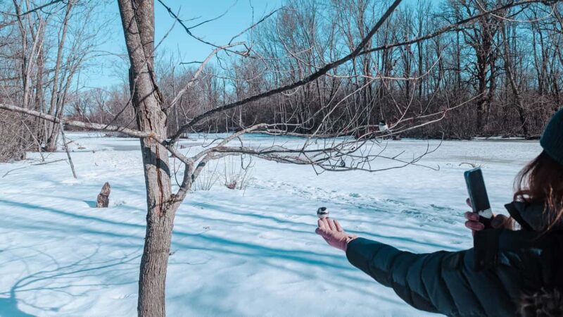 Ottawa: Guided Nature Walk & Wildlife Tour with Hotel Pickup - Pacing and Accessibility on the Guided Walk