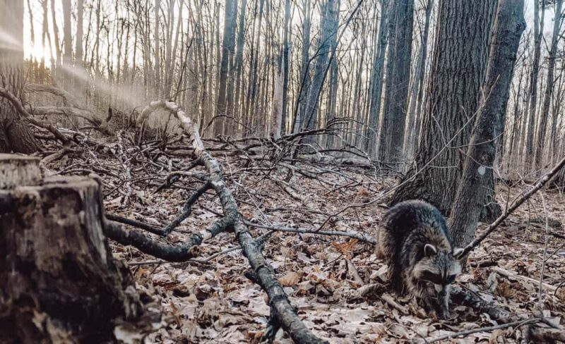 Ottawa: Guided Nature Walk & Wildlife Tour with Hotel Pickup - Final Thoughts on the Ottawa Wildlife Tour