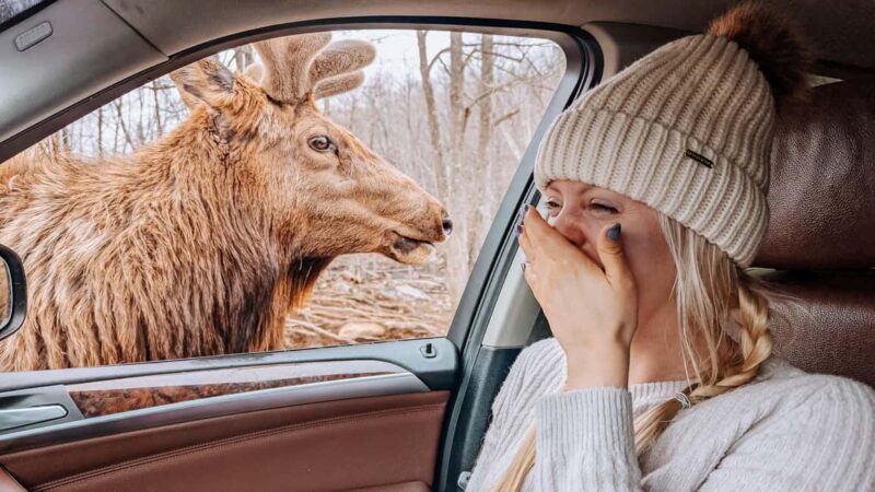 Ottawa: Private Wildlife Adventure Safari in Parc Omega - How the Private Safari Begins with Ottawa Hotel Pickup