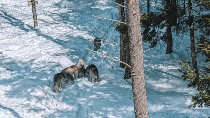 Ottawa: Private Wildlife Adventure Safari in Parc Omega - Guide Expertise and Guest Satisfaction