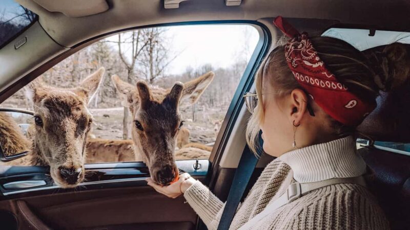 Ottawa: Private Wildlife Adventure Safari in Parc Omega - What’s Included and What to Bring