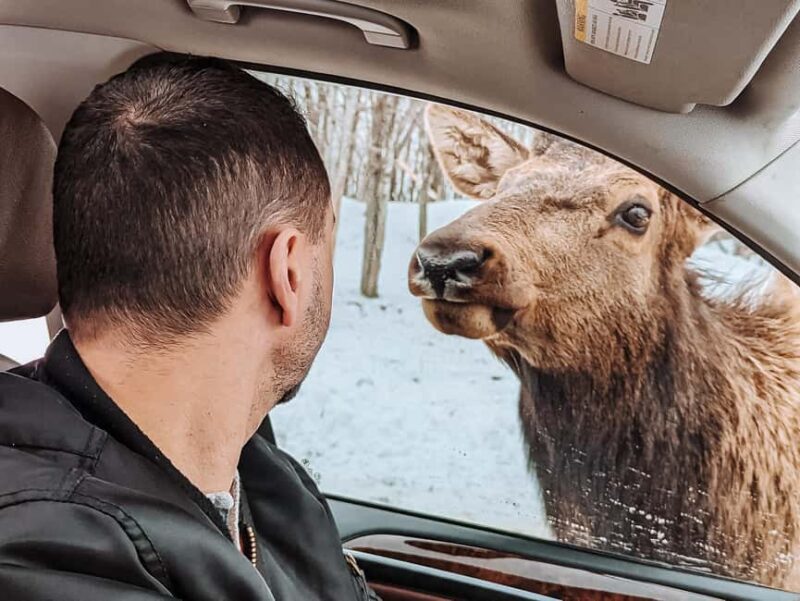 Ottawa: Private Wildlife Adventure Safari in Parc Omega - Why Choose This Wildlife Safari in Parc Omega